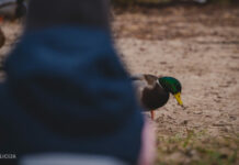 Pavisam traki izgājis trim iereibušām dāmām Kurzemes pusē
