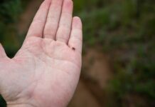 Aukstā ziema ērcēm nav bijis šķērslis