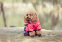 Tavs horoskops veiksmīgai dienai – 28. aprīlis