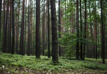 Vecāki atstāja bērnus mežā un pazuda: atklātās detaļas šokē
