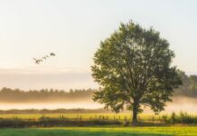 Kāds koks simbolizē tavu horoskopa zīmi?