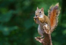 Kāds dzīvnieks patiesībā dzīvo tavā horoskopa zīmē?