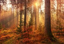 Šīm četrām horoskopa zīmēm gaidāmais rudens var kļūt par svarīgāko pēdējo piecu gadu laikā