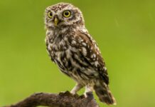 Kāds dzīvnieks ir katras horoskopa zīmes garīgais sabiedrotais?