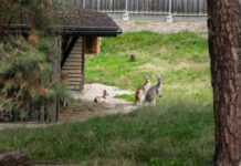 Rīga ZOO rudajam ķenguram dots latvisks vārds