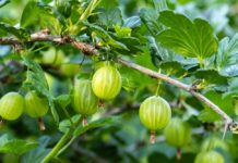 C vitamīns vasaras nogalē – kā to vislabāk uzņemt un saglabāt uzturā