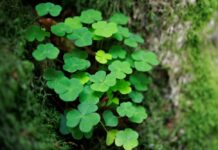 Veiksmīgākās horoskopa zīmes: kurām astrologi prognozē vislielākās izredzes gūt panākumus?