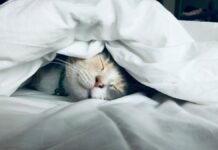 Kāpēc kaķis bieži guļ tieši pie tavām kājām? Šāda uzvedība var daudz ko atklāt