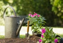 Augustā šo kļūdu pieļauj daudzi dārzkopji — tā var sabojāt nākamā gada ražu