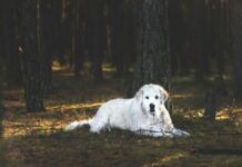 Pārgājiena laikā suns pēkšņi atteicās iet tālāk. Pēc dažām minūtēm saimnieks saprata, kāpēc